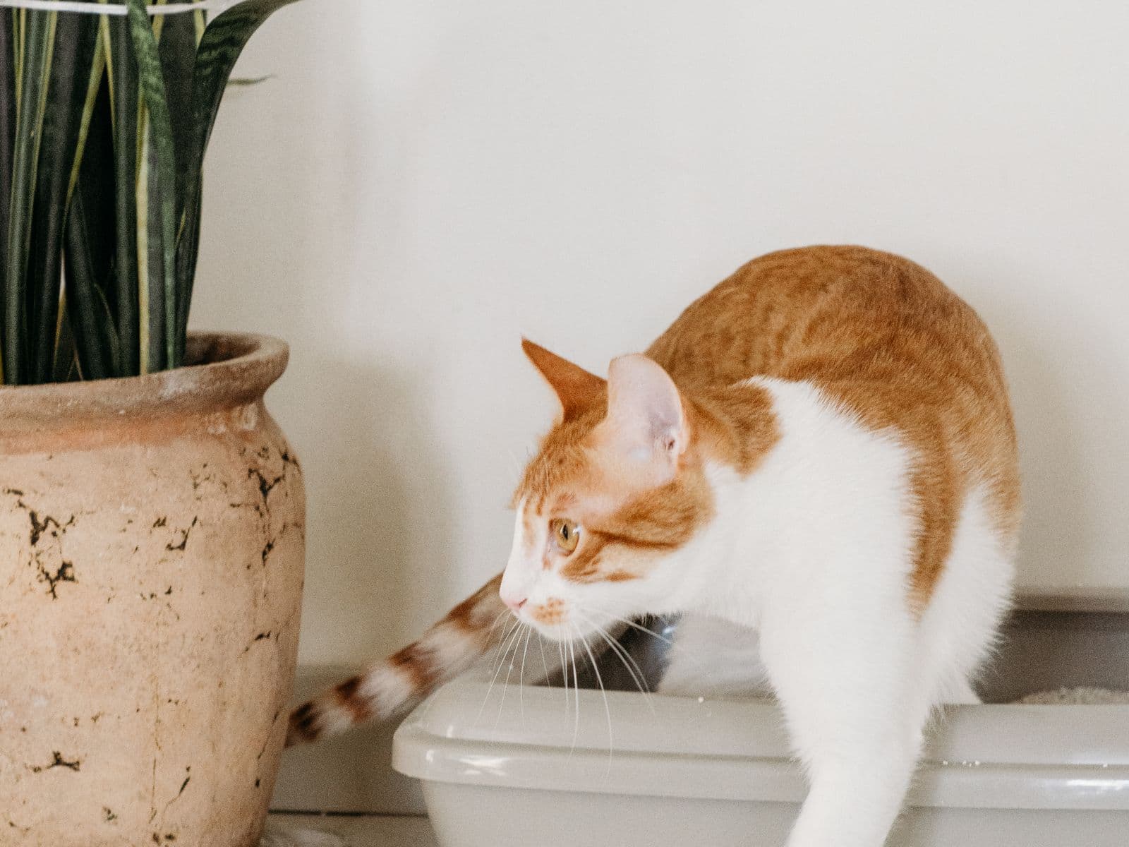 Litter & Hygiene