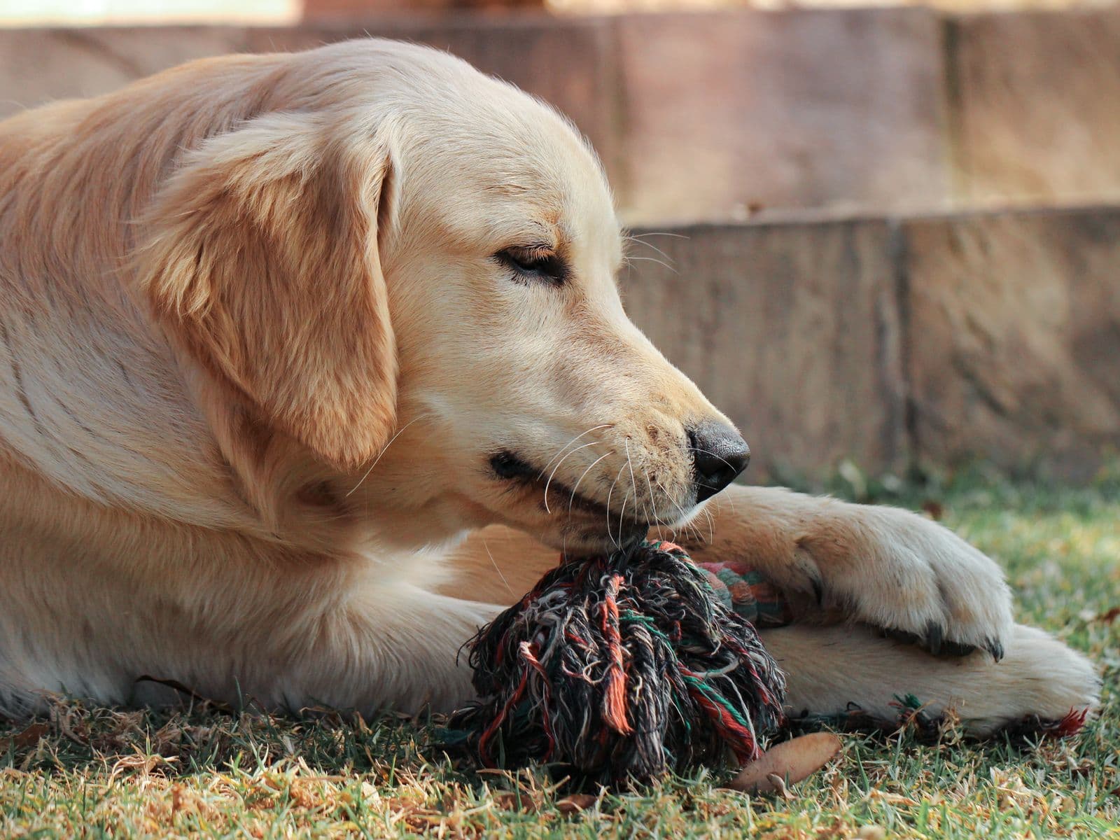 Toys & Enrichment